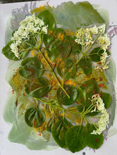 Load image into Gallery viewer, Fringe_Tree_2025_setup