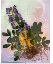 Load image into Gallery viewer, Mountain Laurel #1 setup