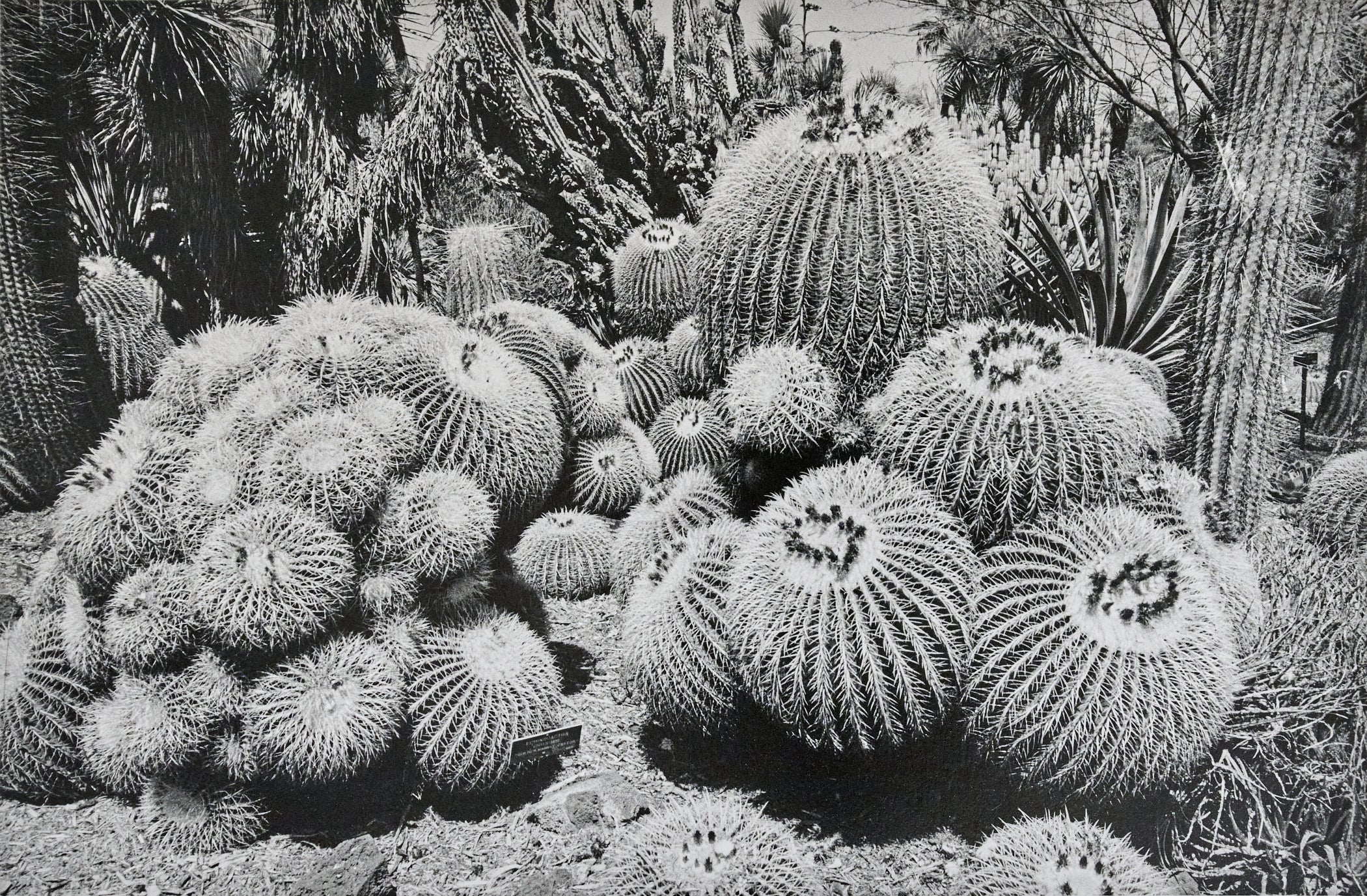 The Cactus Family – Mary Davenport