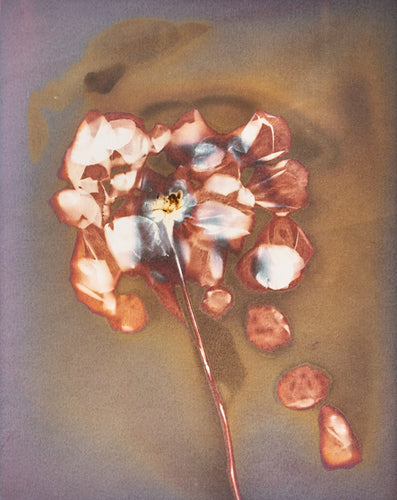 A_Rose 11 x 14