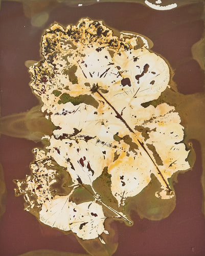 Chinese_Fringe_Tree_8_x_10