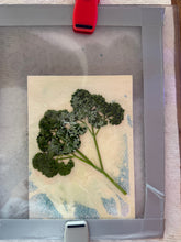 Load image into Gallery viewer, Curly parseley setup
