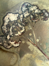 Load image into Gallery viewer, Curly parsley
