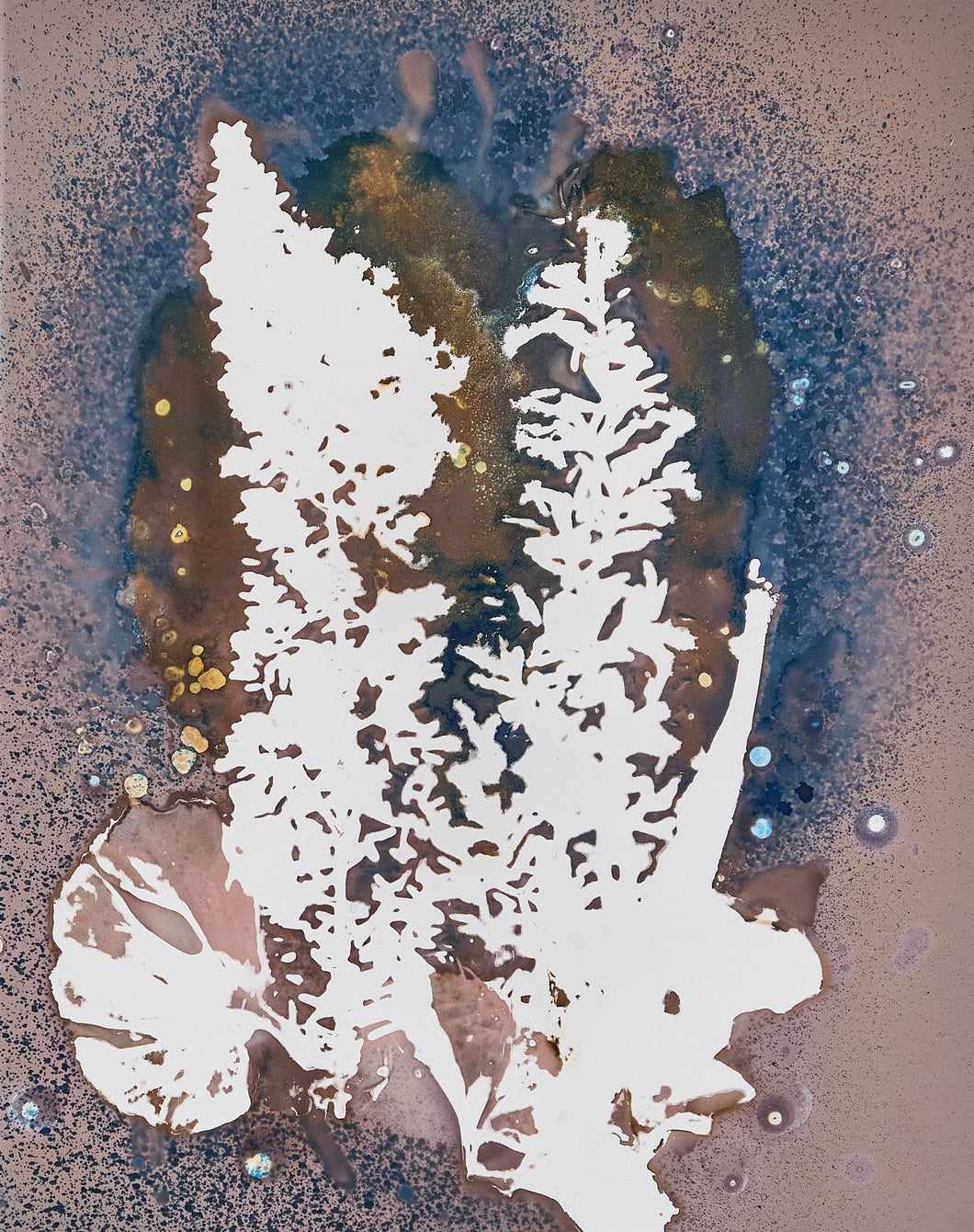 Fern_8_x_10