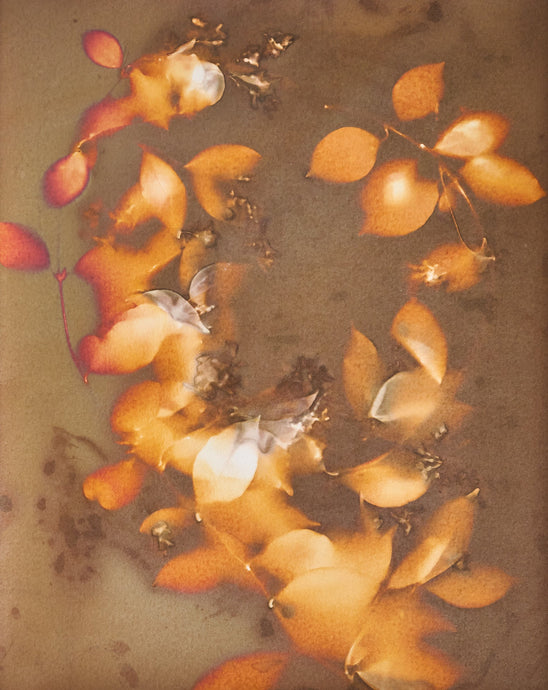 Orange_bougainvillea 11 x 14