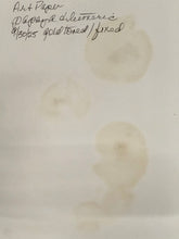 Load image into Gallery viewer, Papaya slices with seeds
