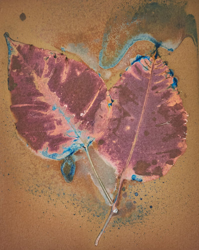 Poinsettia_Leaf_8_x_10