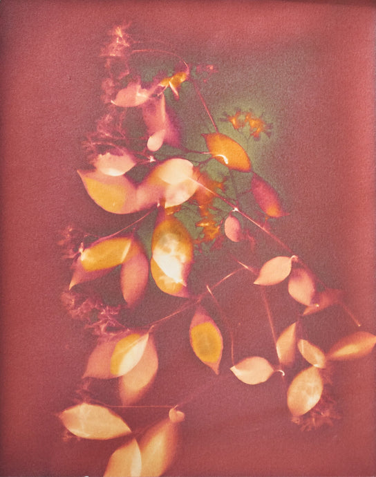 Red_bougainvillea 11 x 14