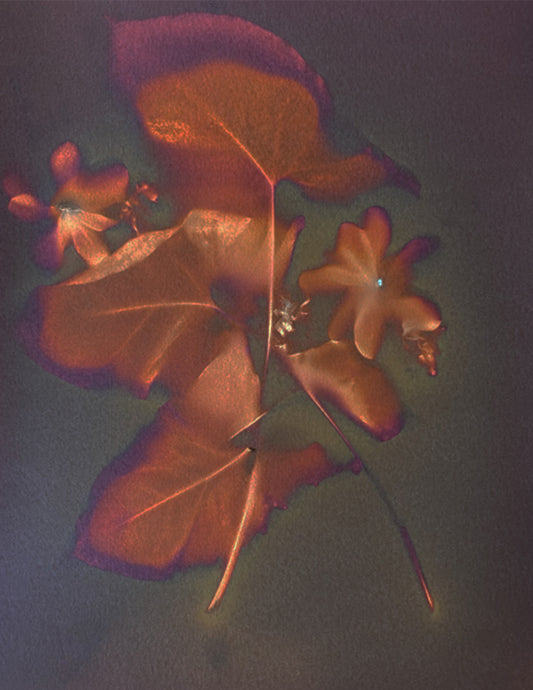 Leaves and Flowers on Art Paper