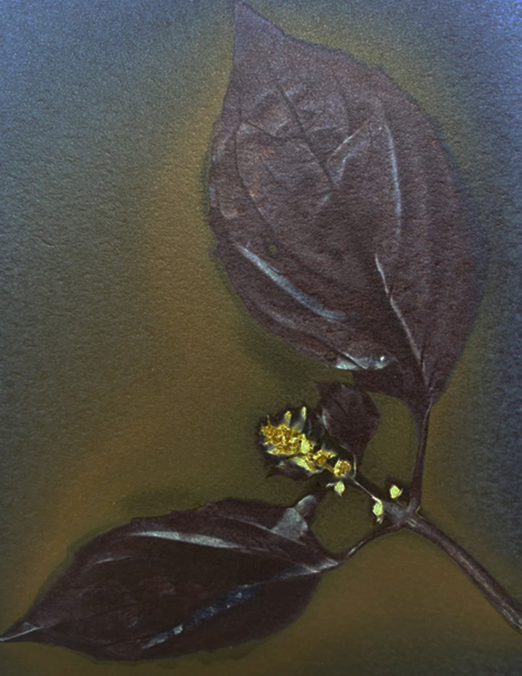 Lavender flower lumen print