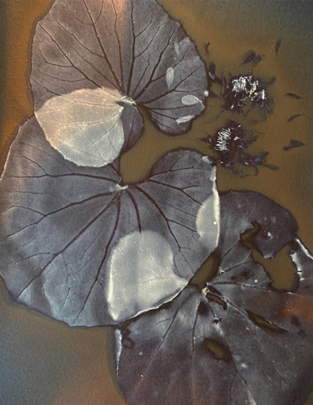 Big leaves